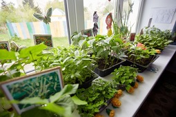 В эко-проекте «Зелёный уголок» воспитанники выращивают огородные растения и ведут дневник наблюдений